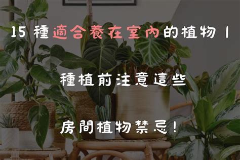 窗戶植物|15 種適合養在室內的植物｜種植前注意這些房間植物 